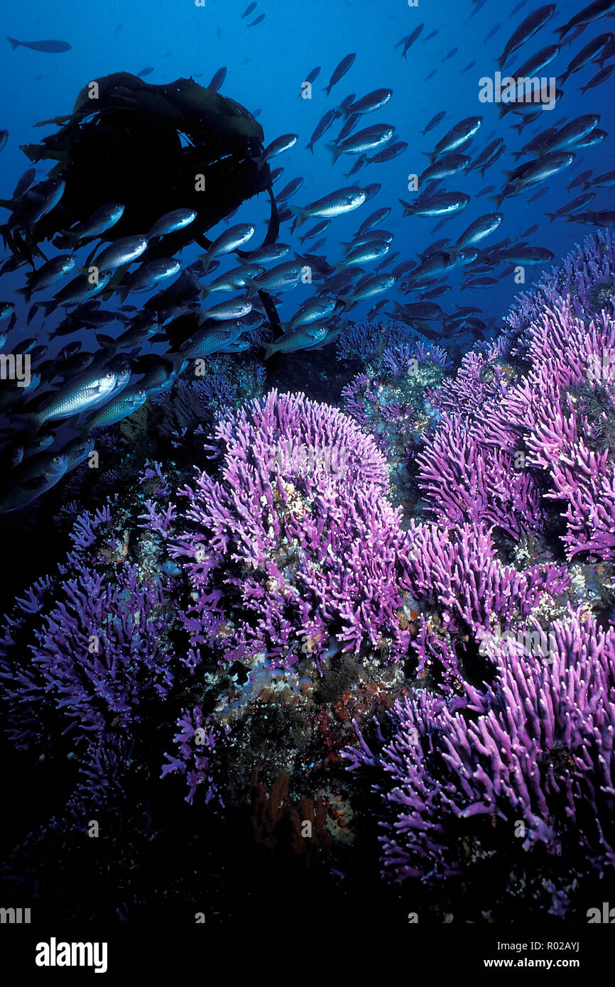 California hydrocoral, Stylaster californicus, Coronados Islands, Pacific Ocean Stock Photo