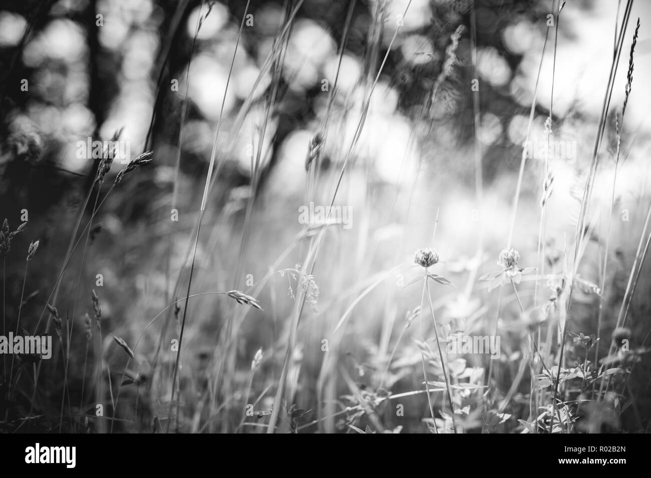 Abstract Black And White Nature Background Closeup Of