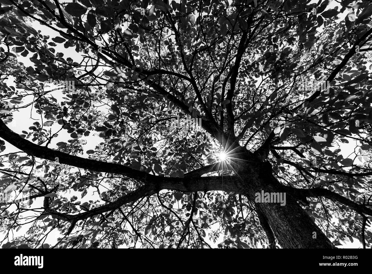 Black and white trees with sun rays. Dramatic process of peaceful nature scene Stock Photo