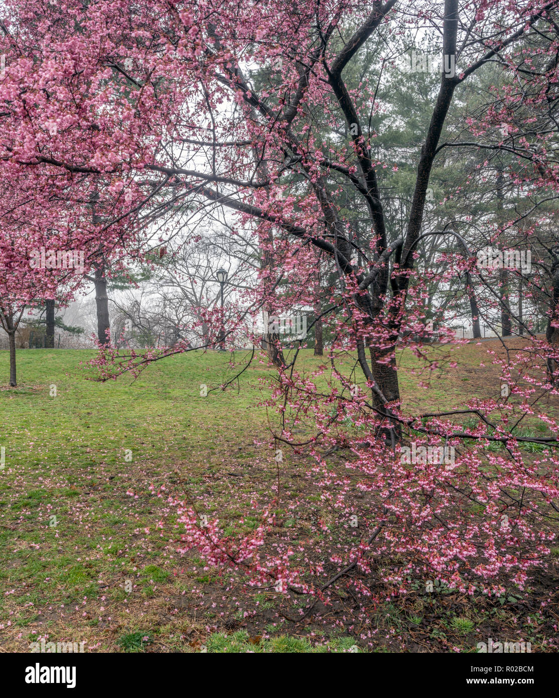 Small deciduous trees hi-res stock photography and images - Alamy