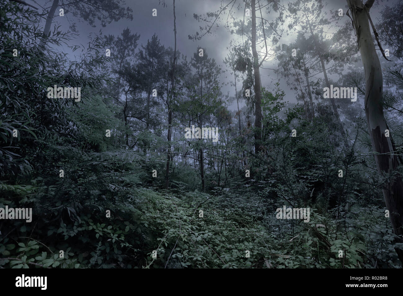 Night forest hi-res stock photography and images - Alamy