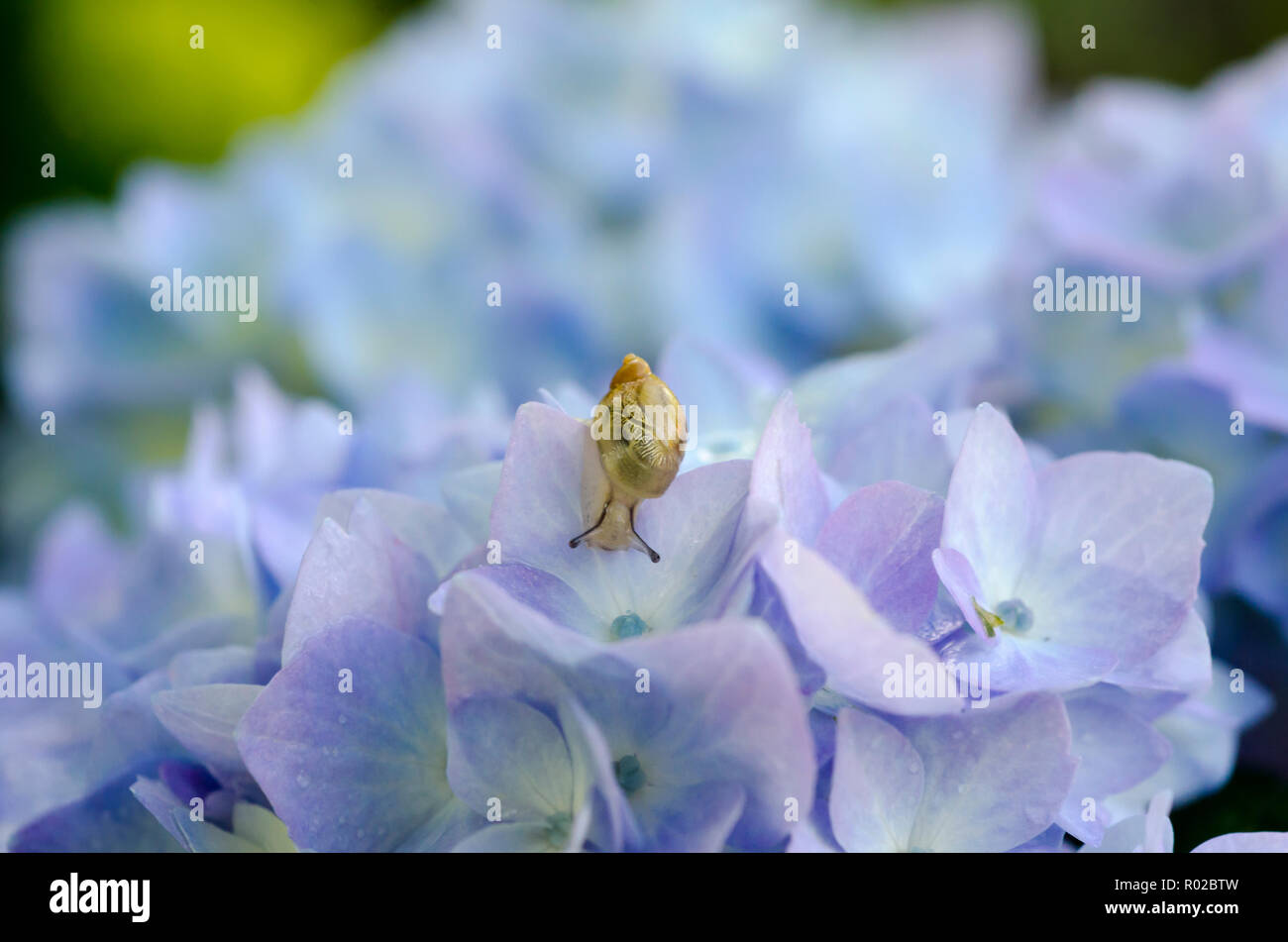 Closeup of a snail on hydrangea flowers with raindrops. Stock Photo