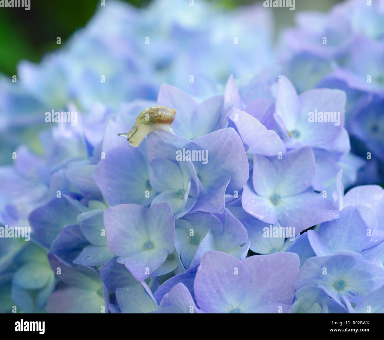 Closeup of a snail on hydrangea flowers with raindrops. Stock Photo