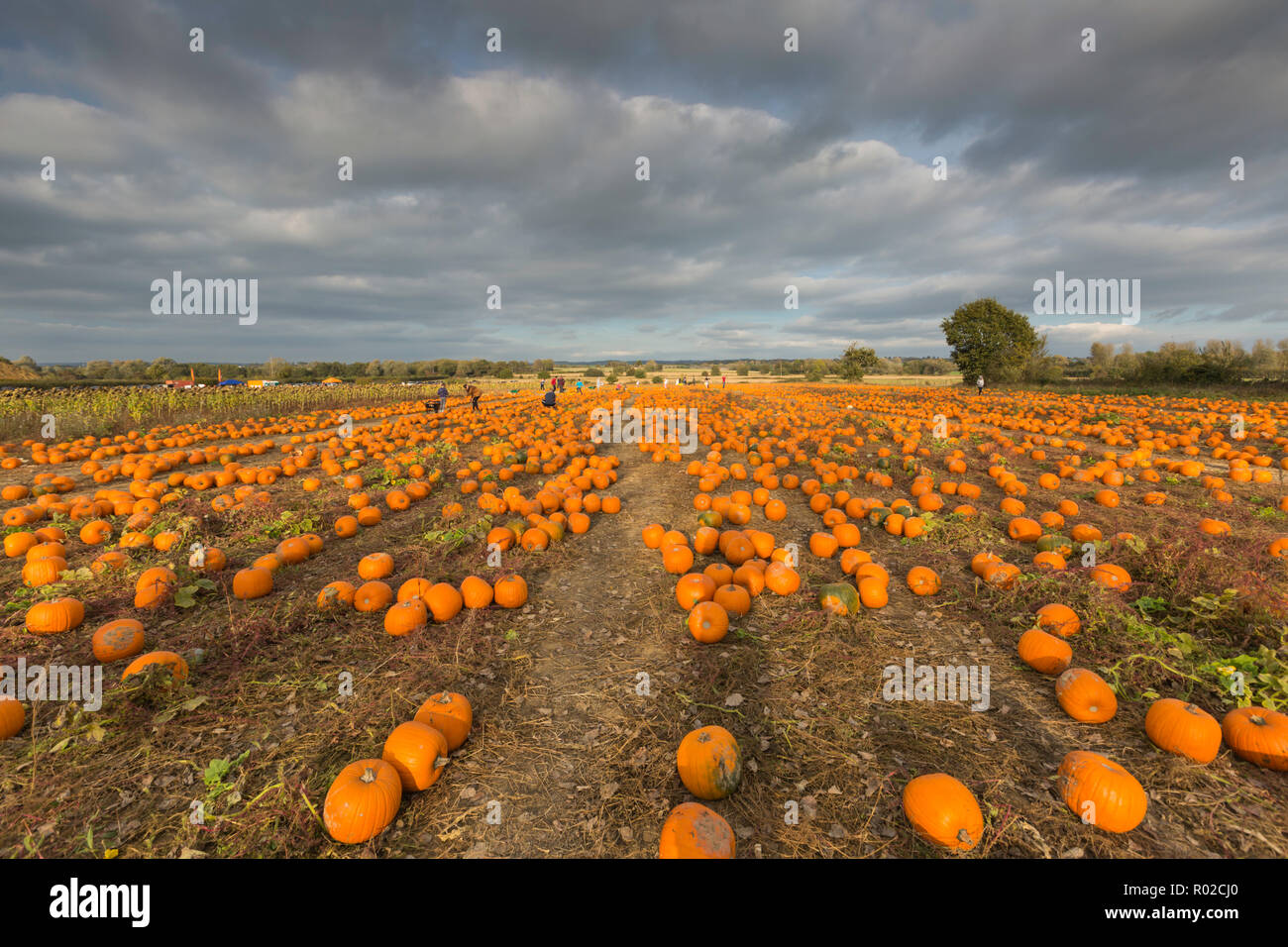 Field of pumpkins during a pick your own pumpkin week at Sevington, Ashford, Kent, UK. Stock Photo