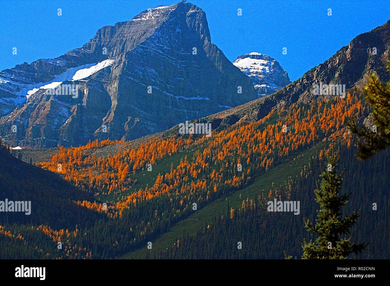 Larch trees. These needled conifers look like evergreens in spring and summer, but in the fall the needles turn golden yellow and drop to the ground. Stock Photo