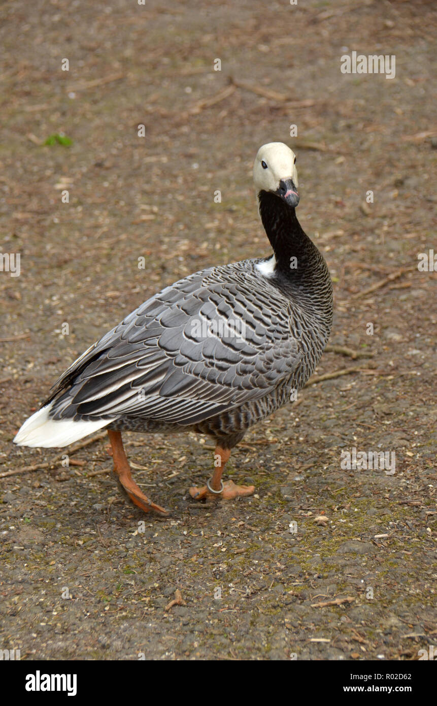 Goose Cold Arctic areas hi-res stock photography and images - Alamy