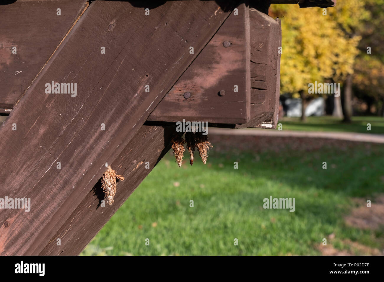 evergreen bagworms or North American bagworms,Thyridopteryx