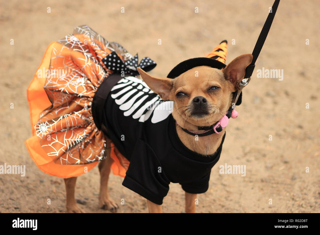 A cute Chihuahua dog wearing a witch costume for Halloween looks unhappy about being dressed up Stock Photo