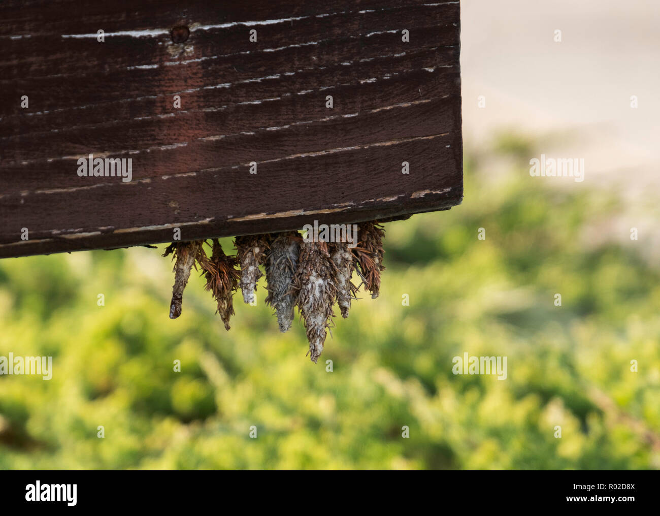 Thyridopteryx ephemeraeformis hires stock photography and images Alamy