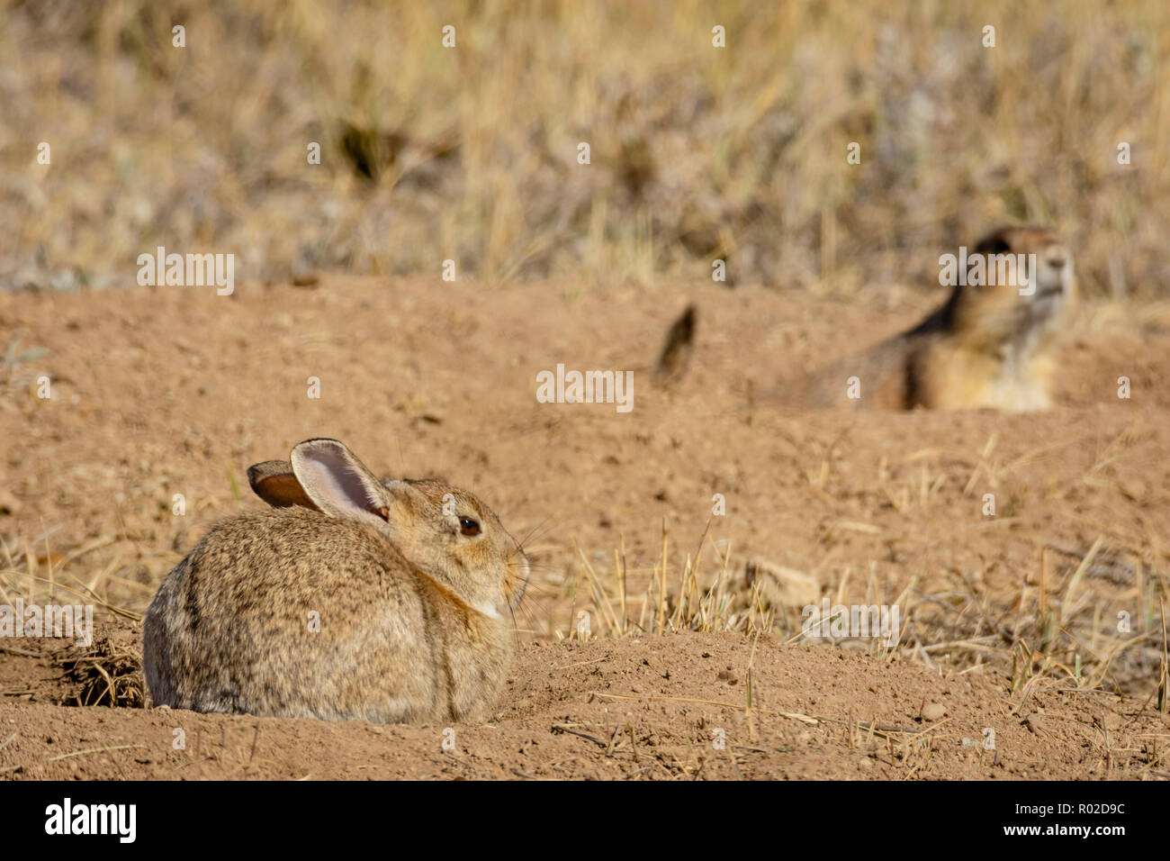 Do Rabbits And Prairie Dogs Get Along