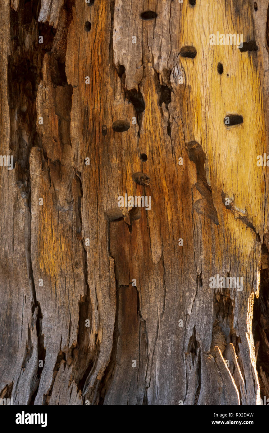 Close up detail of inner bark of a very old Ponderosa Pine tree stump, Gateway Mesa Open Space Park, Colorado US. Photo taken in October. Stock Photo