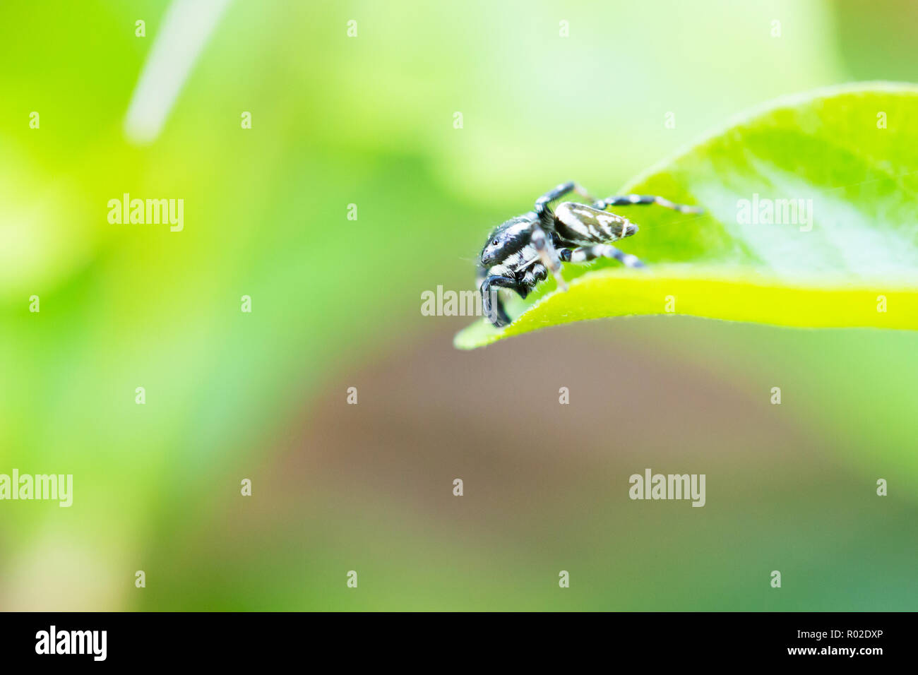 Spider in a black forest catches on a leaf Stock Photo - Alamy