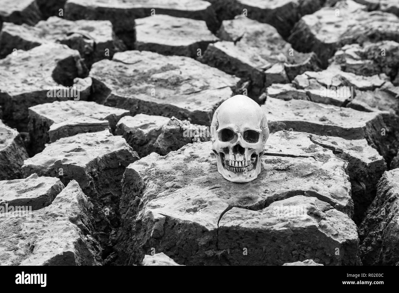 One skull head placed on the ground barren. Stock Photo