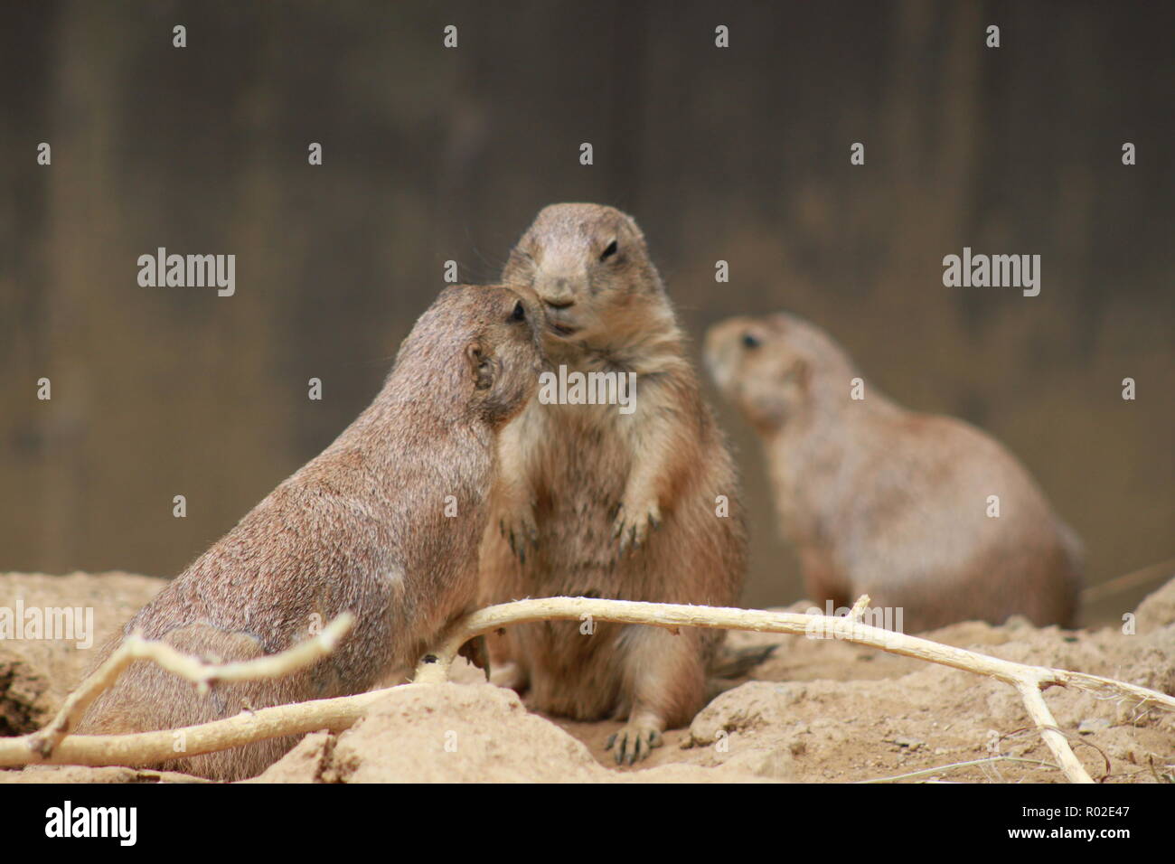 Prairie dogs looking at each other at the Smithsonian National Zoo, Washington, DC Stock Photo
