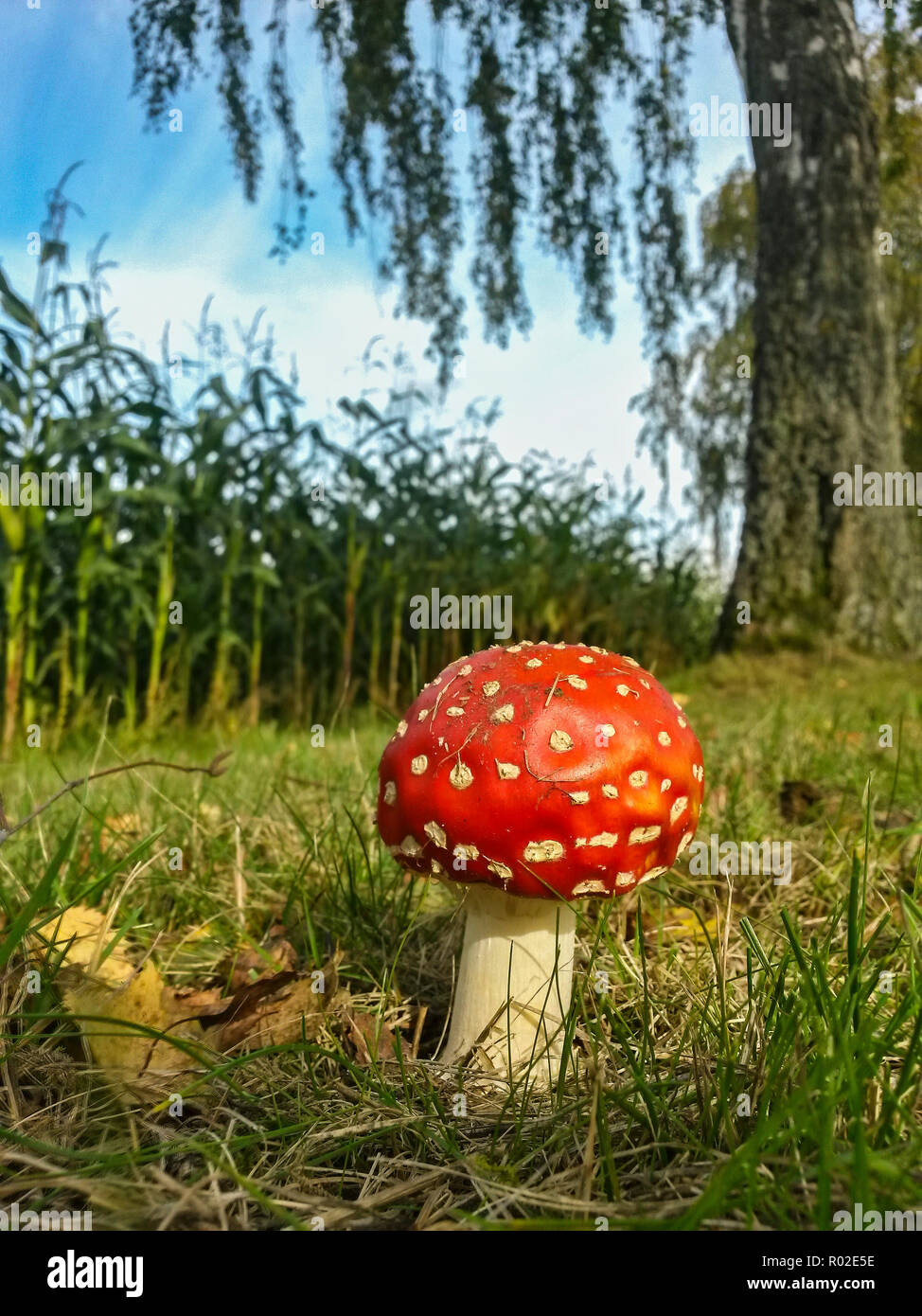 Fly agaric (Amanita muscaria) in autumn, Hesse, Germany Stock Photo
