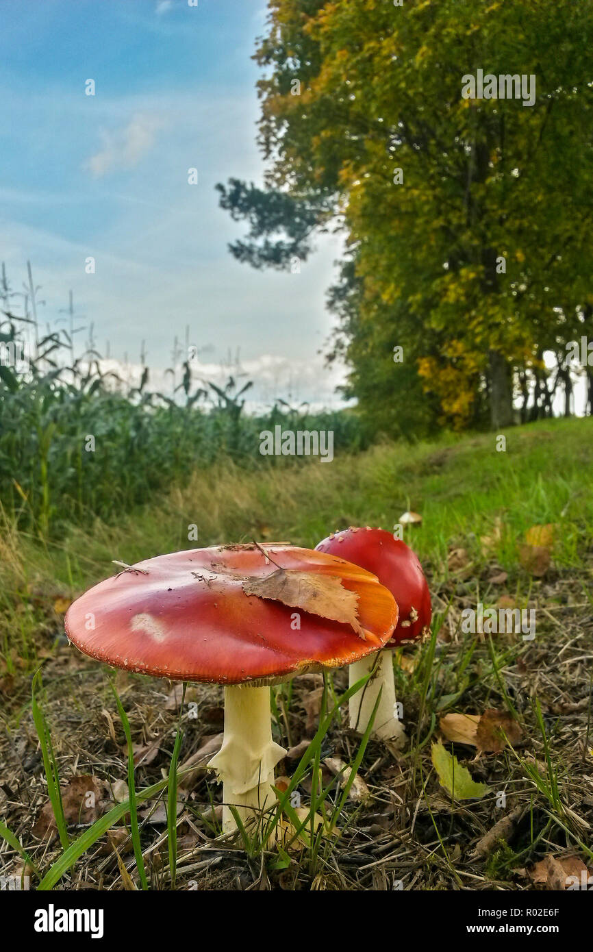Group of Fly agaric (Amanita muscaria) in autumn, Hesse, Germany Stock Photo