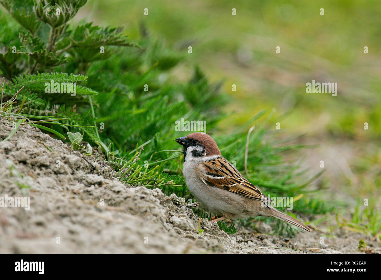 Tree Sparrow (Passer montanus), adult foreaging, Germany Stock Photo