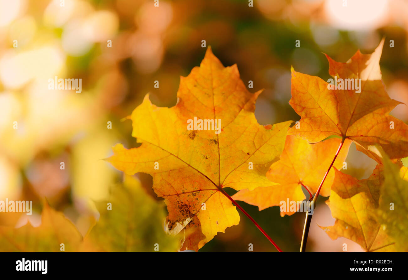autumn background with maple leaves Stock Photo