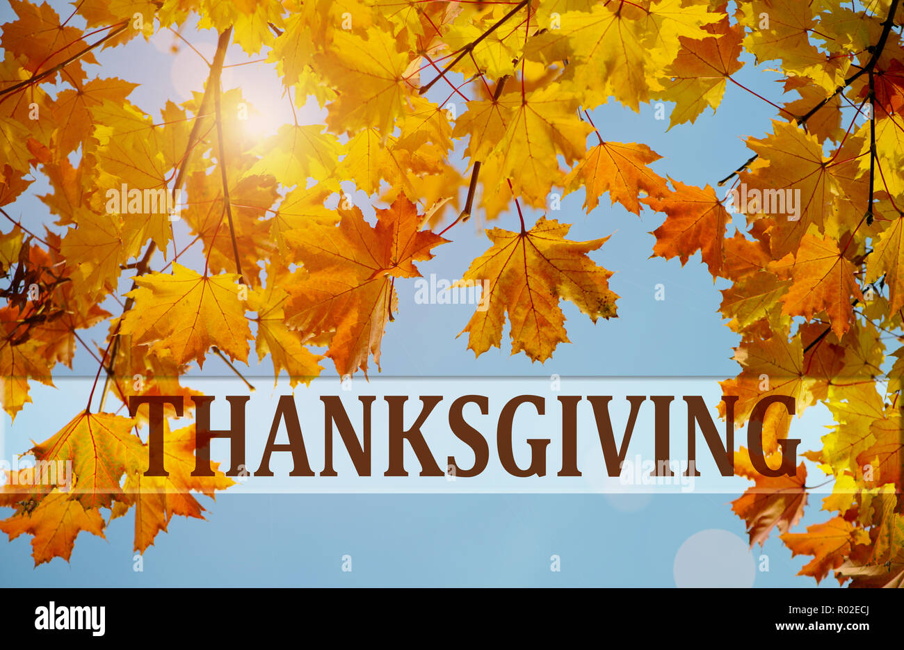 Happy Thanksgiving Greeting, autumn background of colorfull  leaves Stock Photo