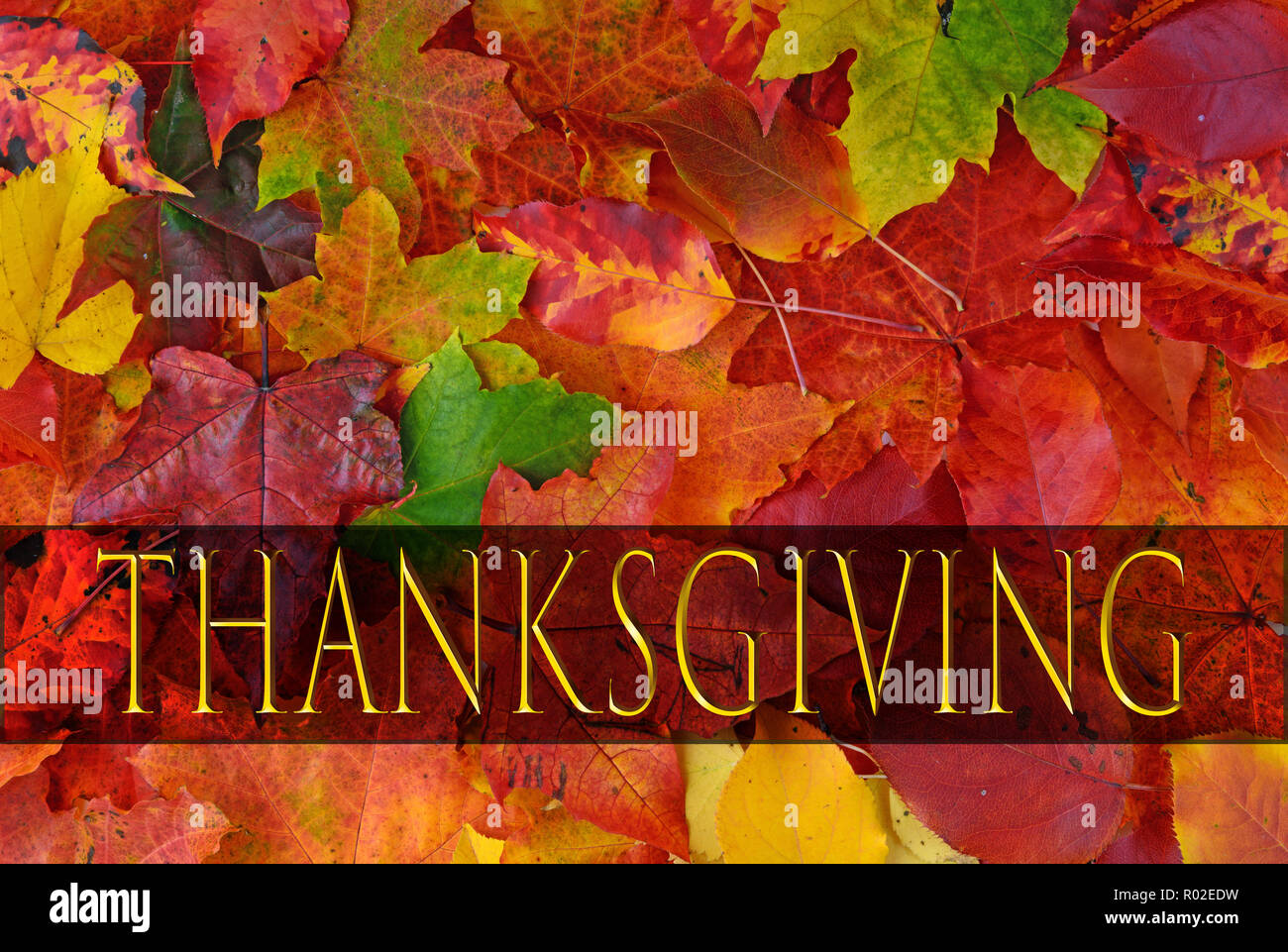 Happy Thanksgiving Greeting, autumn background of colorfull  leaves Stock Photo