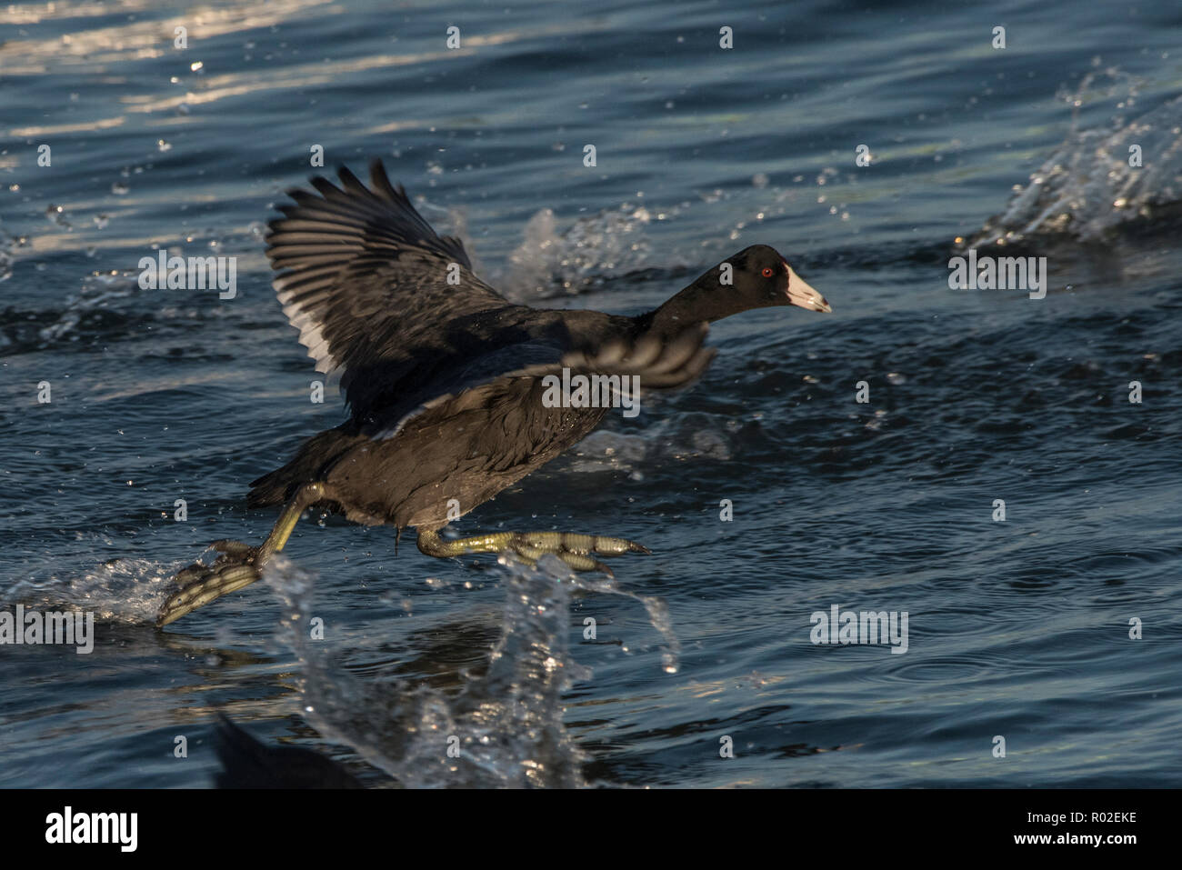 An American coot (Fulica americana) running on water to gain the momentum to take flight after a passing boat startled it. Stock Photo