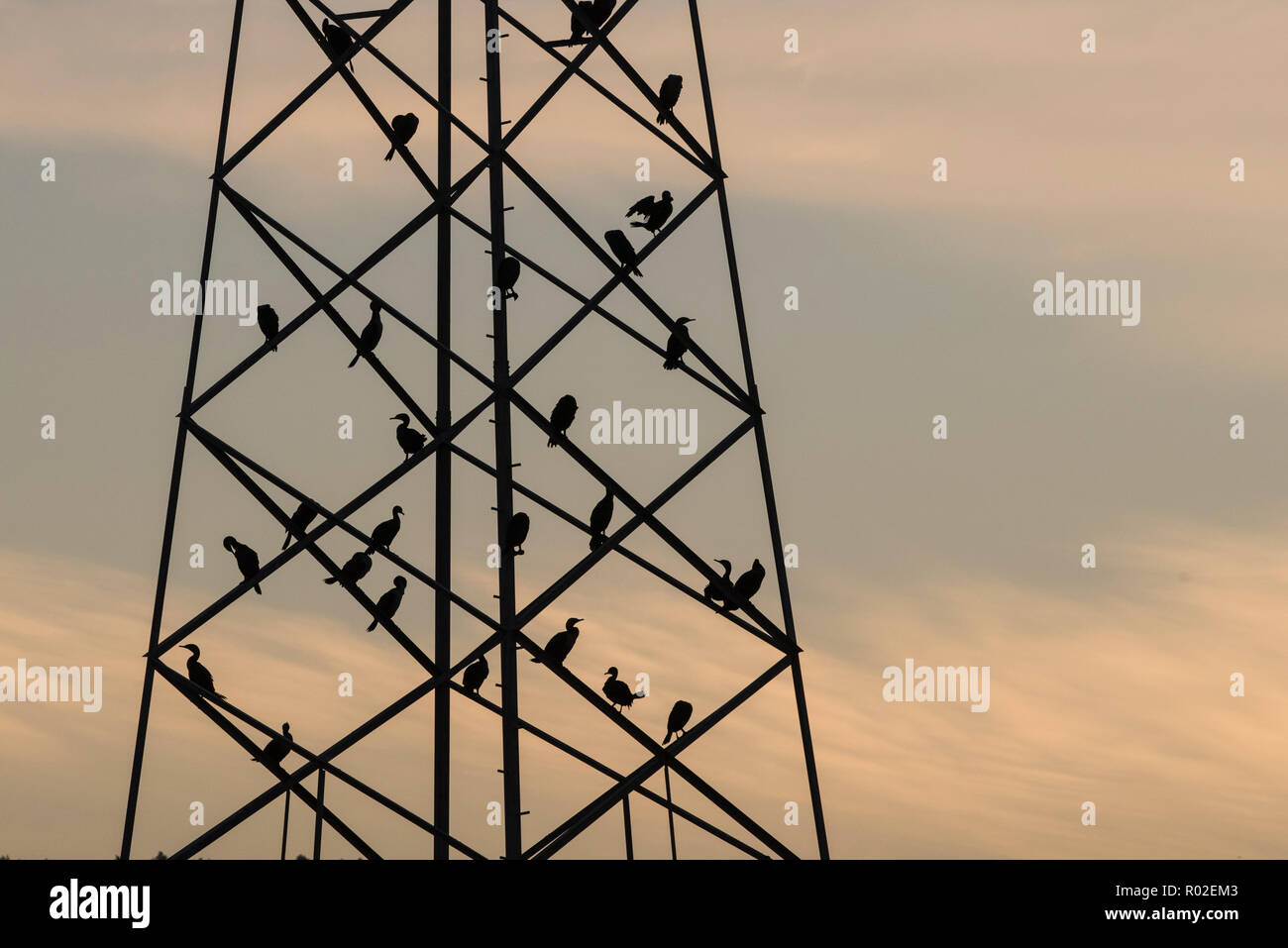 A group of double crested cormorants nesting on a electrical tower near San Francisco Bay, an example of how wildlife adapts to a changing environment Stock Photo