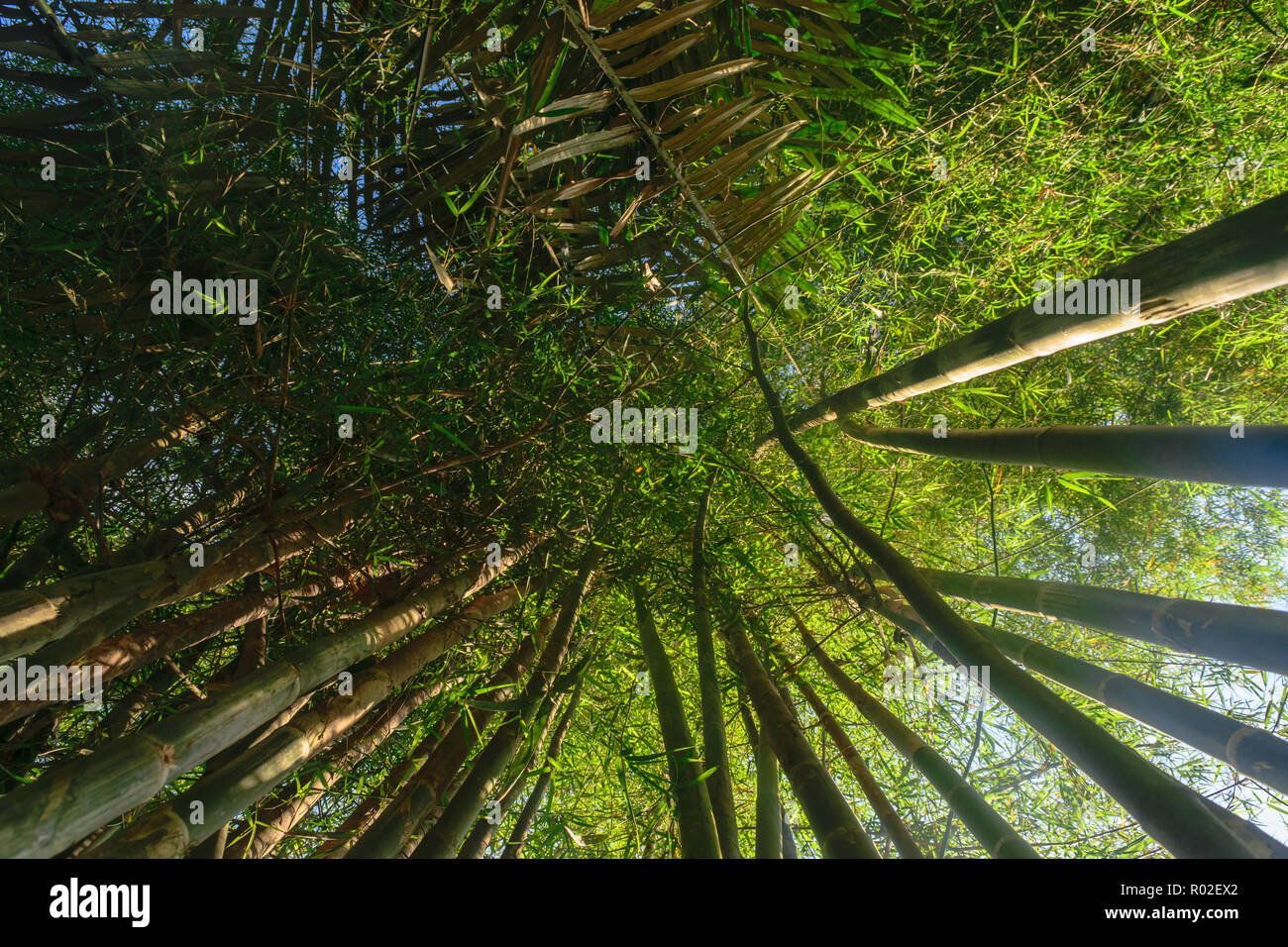 Up view from the ground of green and big bamboo tree trunks in rainforest with beam of the sun Stock Photo