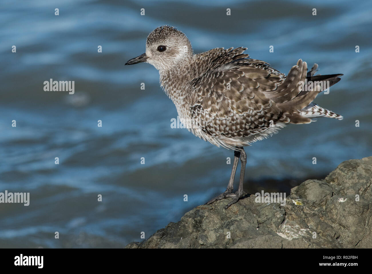 A black bellied plover also known as a grey plover (Pluvialis squatarola) with winter plumage photographed late October in the San Francisco bay. Stock Photo