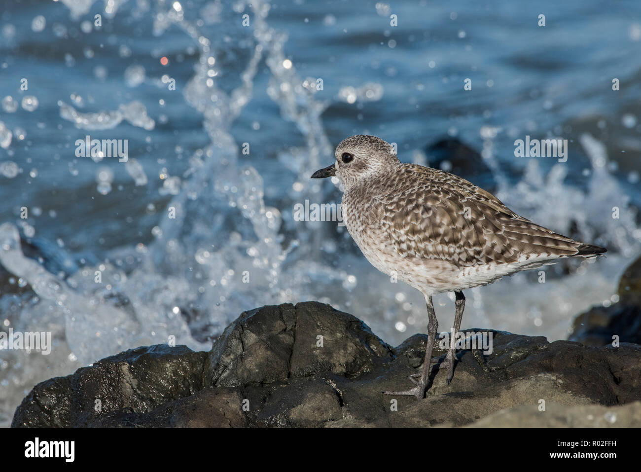 A black bellied plover also known as a grey plover (Pluvialis squatarola) with winter plumage photographed late October in the San Francisco bay. Stock Photo