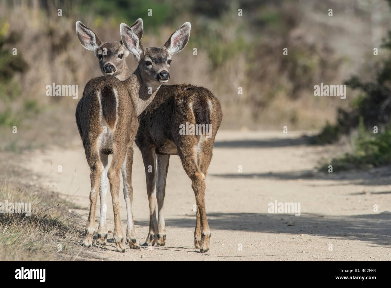 Black-tailed deer (Odocoileus hemionus columbianus), a pair of young deer stick together in Point Reyes, California, USA. Stock Photo