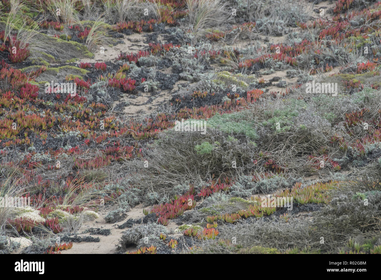 A colorful assortment of beach plants grow on the sandy dunes near the beach in Point Reyes, CA. Stock Photo