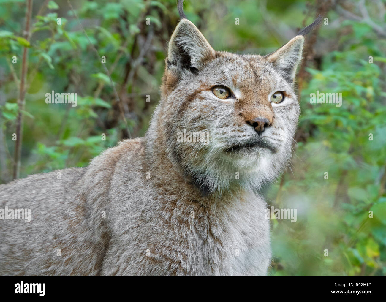 Italian animals hi-res stock photography and images - Alamy Italian animals hi-res stock photography and images - Alamy