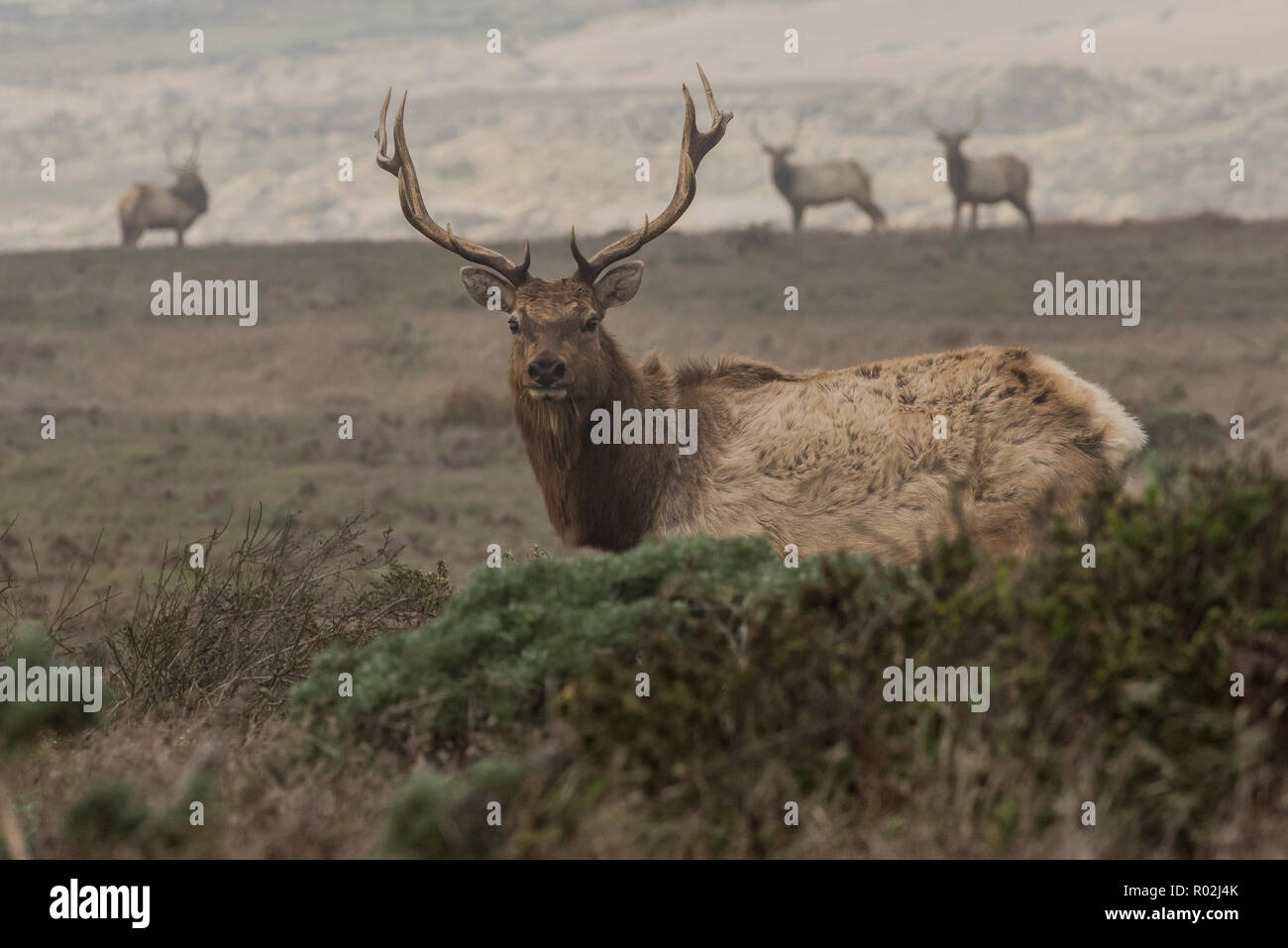 Tule elk (Cervus canadensis nannodes) a subspecies endemic to California once nearly went extinct, today they can easily be seen at Pt. Reyes, CA. Stock Photo
