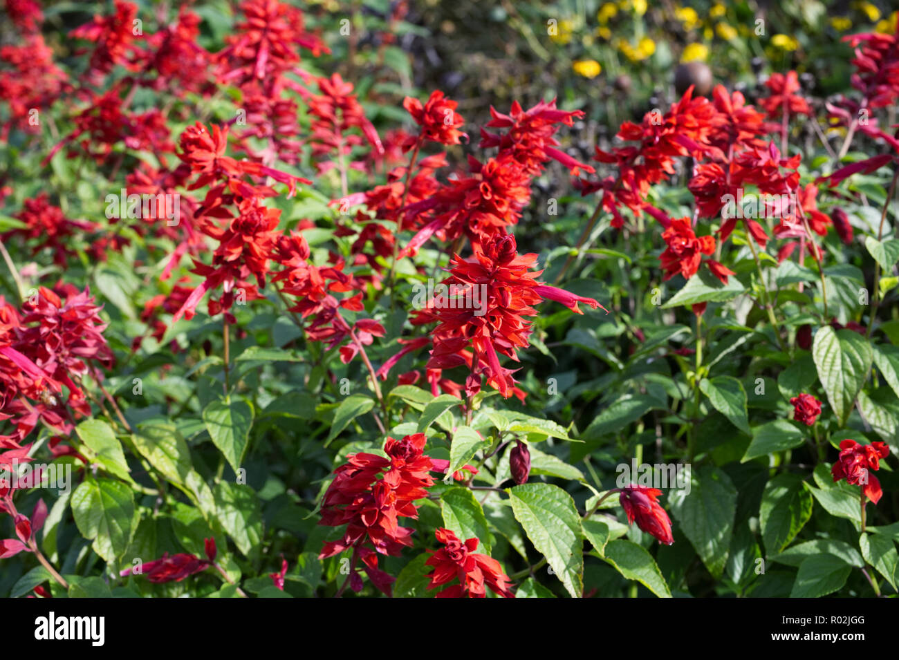 Salvia splendens 'Jimi's Good Red' flowers. Stock Photo