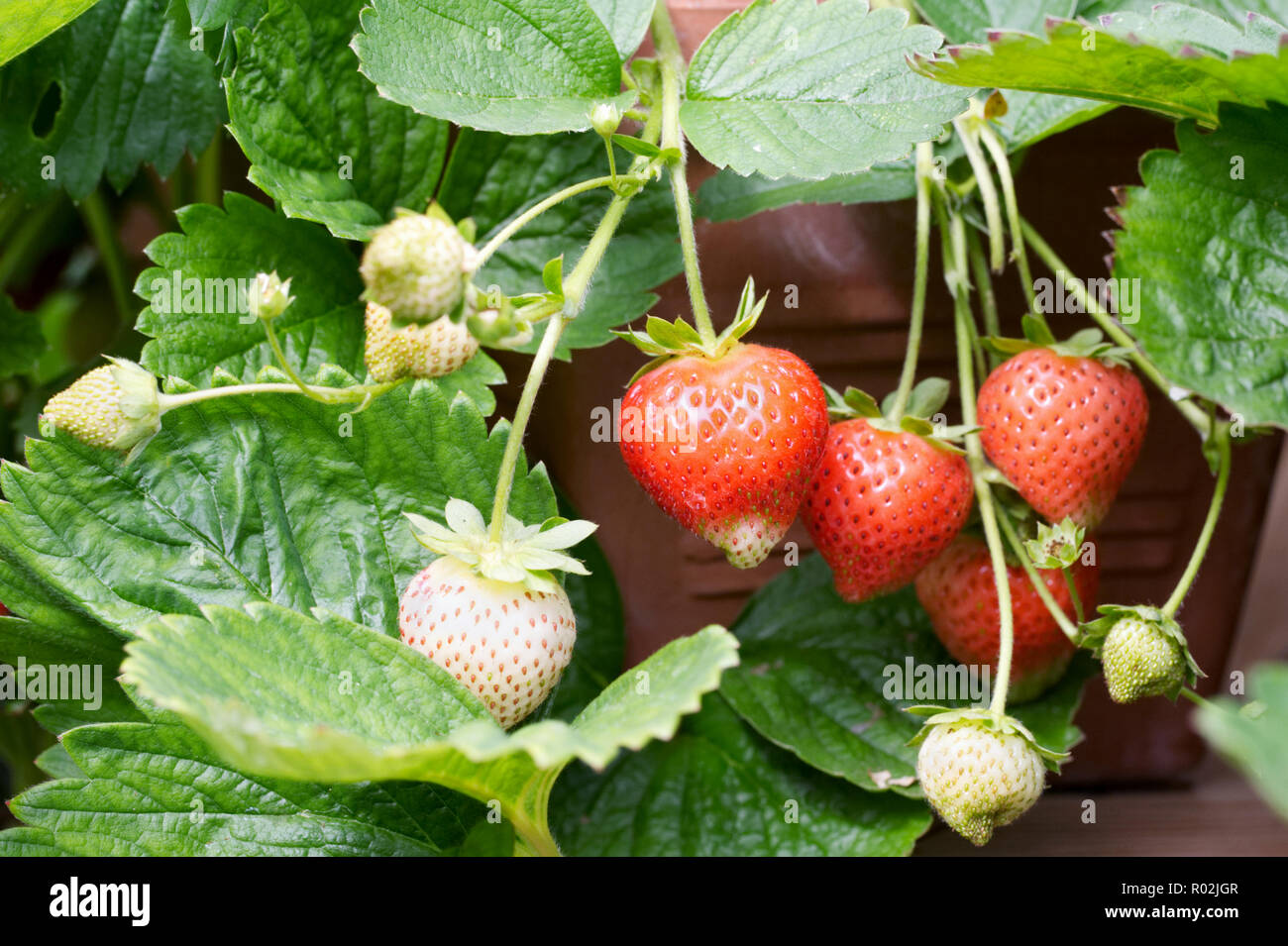 Fragaria x ananassa. Strawberry Portola fruit growing in a terracotta pot. Stock Photo