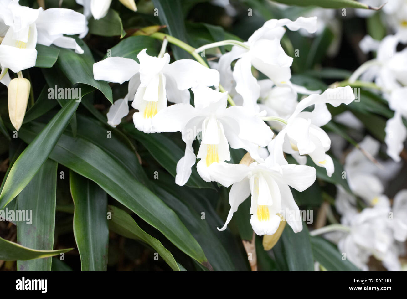 Coelogyne cristata var. lemoniana flowers growing in a protected environment. Stock Photo