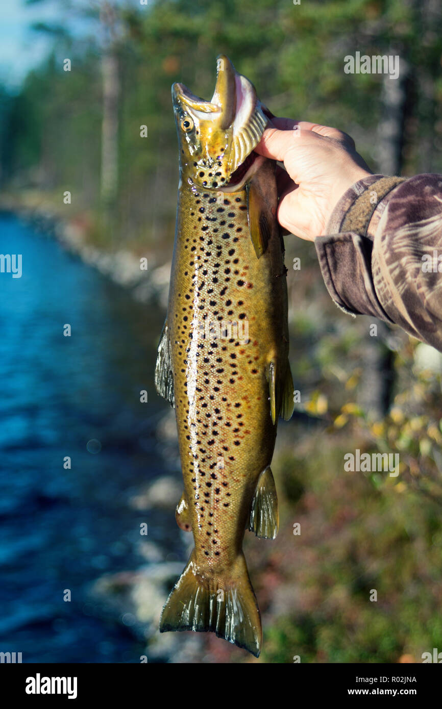 Spinning fishing (lure fishing) trout in lakes of Scandinavia