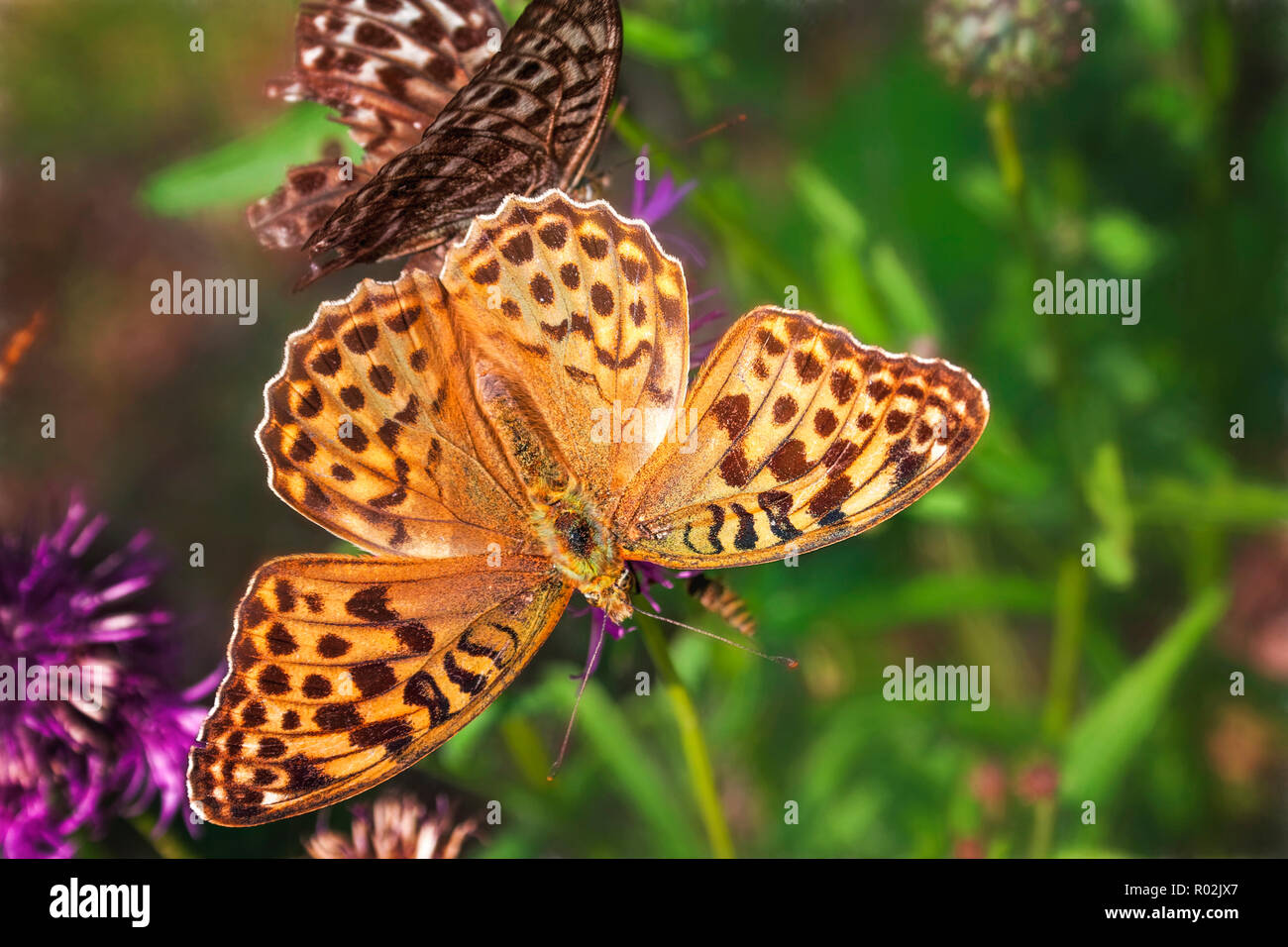 Niobe fritillary Argynnis niobe butterfly feeding on thistle flower Stock Photo