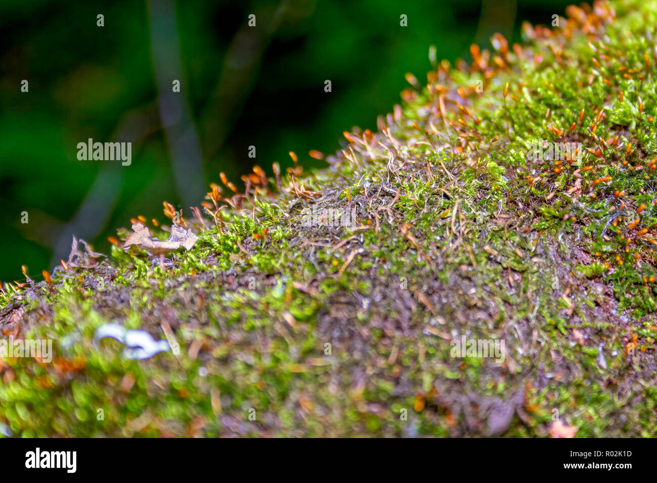 Green forest moss natural hi-res stock photography and images - Alamy
