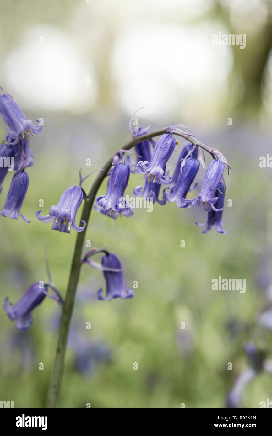 Close-up of violet bluebell flowers in bluebell woods in spring with blurred background, Warwickshire, England, UK Stock Photo