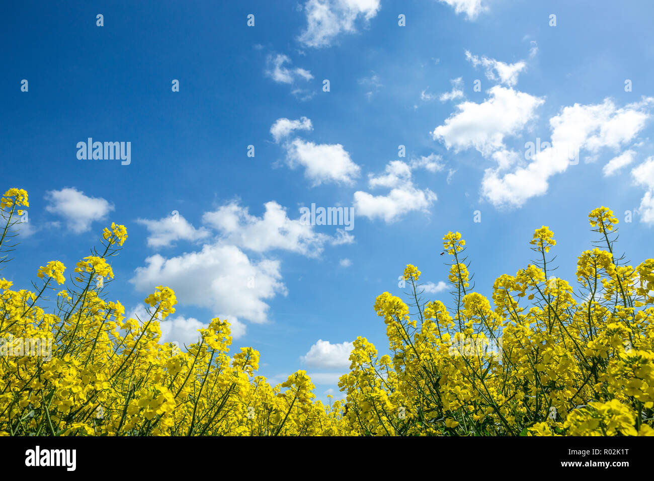 Yellow rapeseed flowers and beautiful blue sky and scattered white clouds on a sunny day in May, Coventry, West Midlands, England, UK Stock Photo