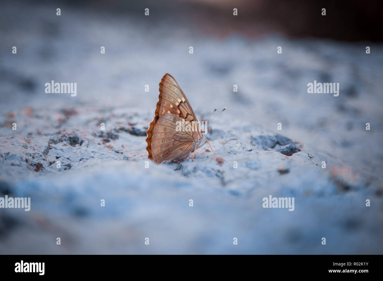 Butterfly opening and closing wings on a rock. Stock Photo