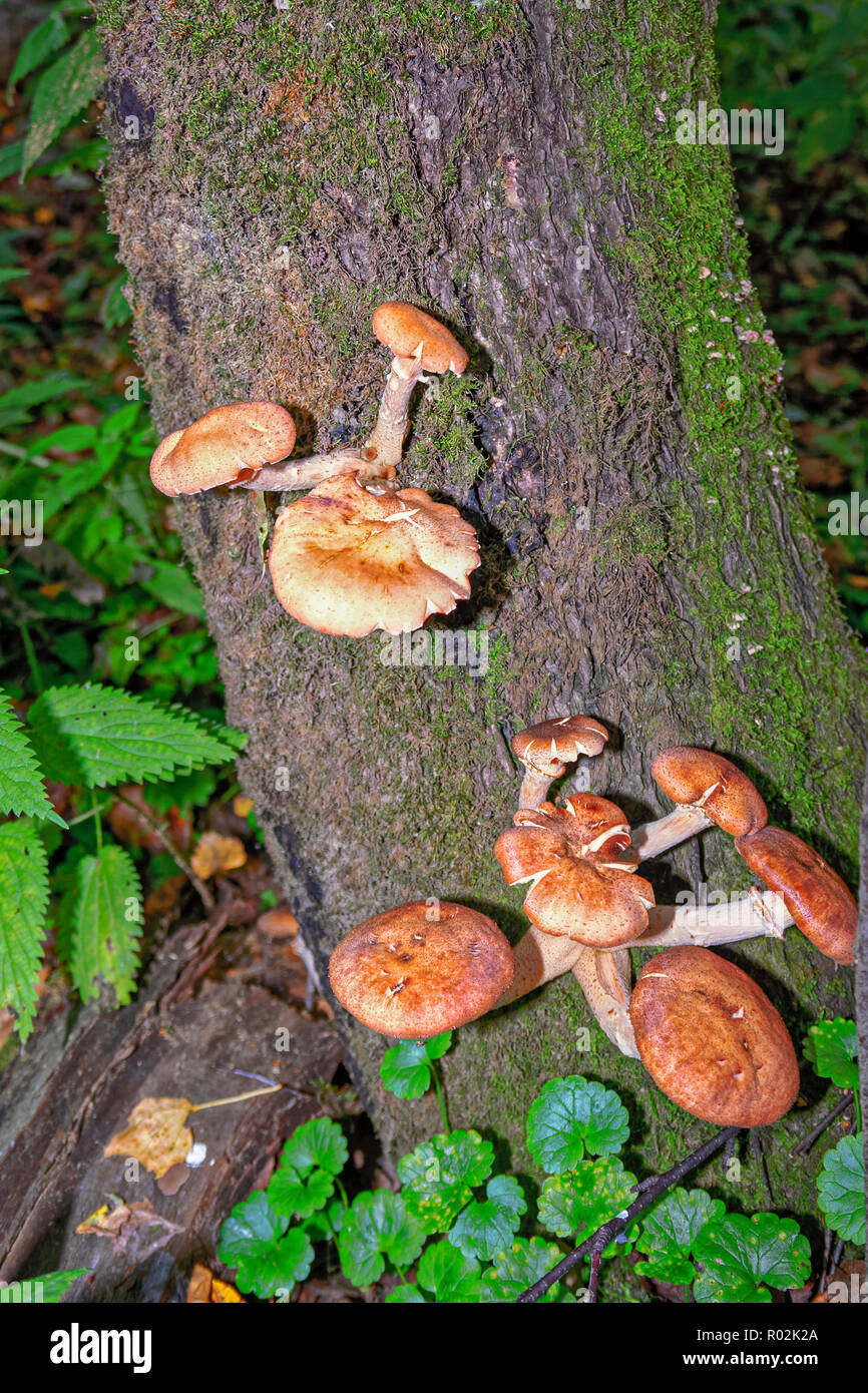 Wild fungus mushrooms grow on a tree trunk in autumn Stock Photo