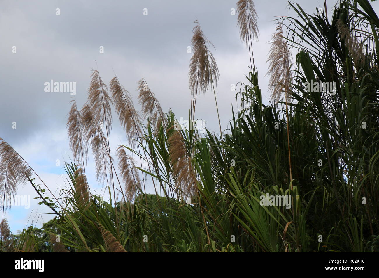 This is a field in the mountains of Costa Rica Stock Photo - Alamy