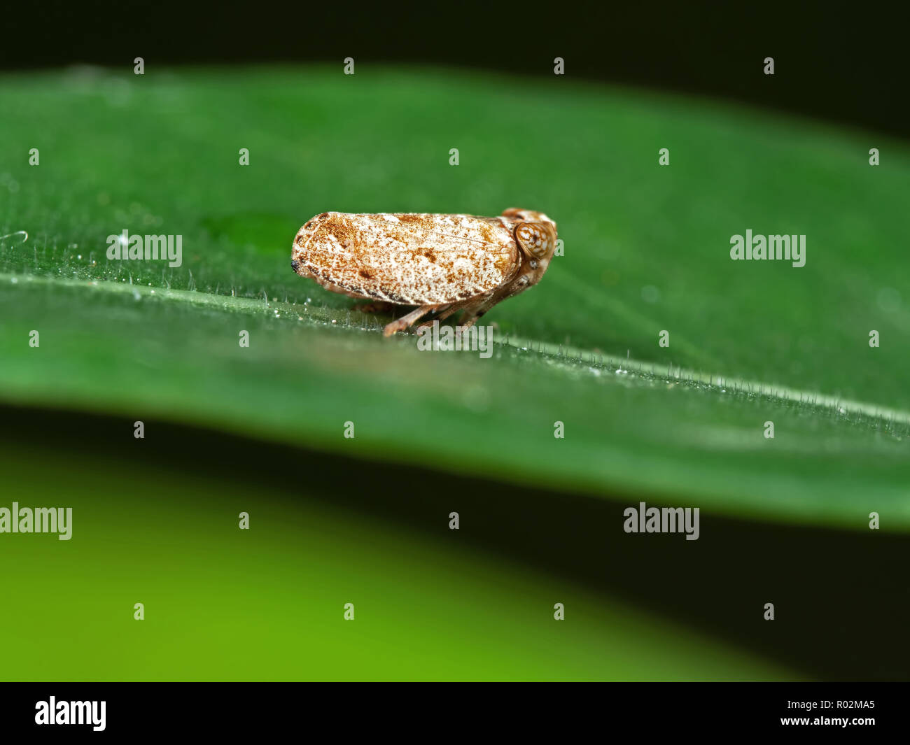 Macro Photography of Planthopper on Green Leaf Stock Photo