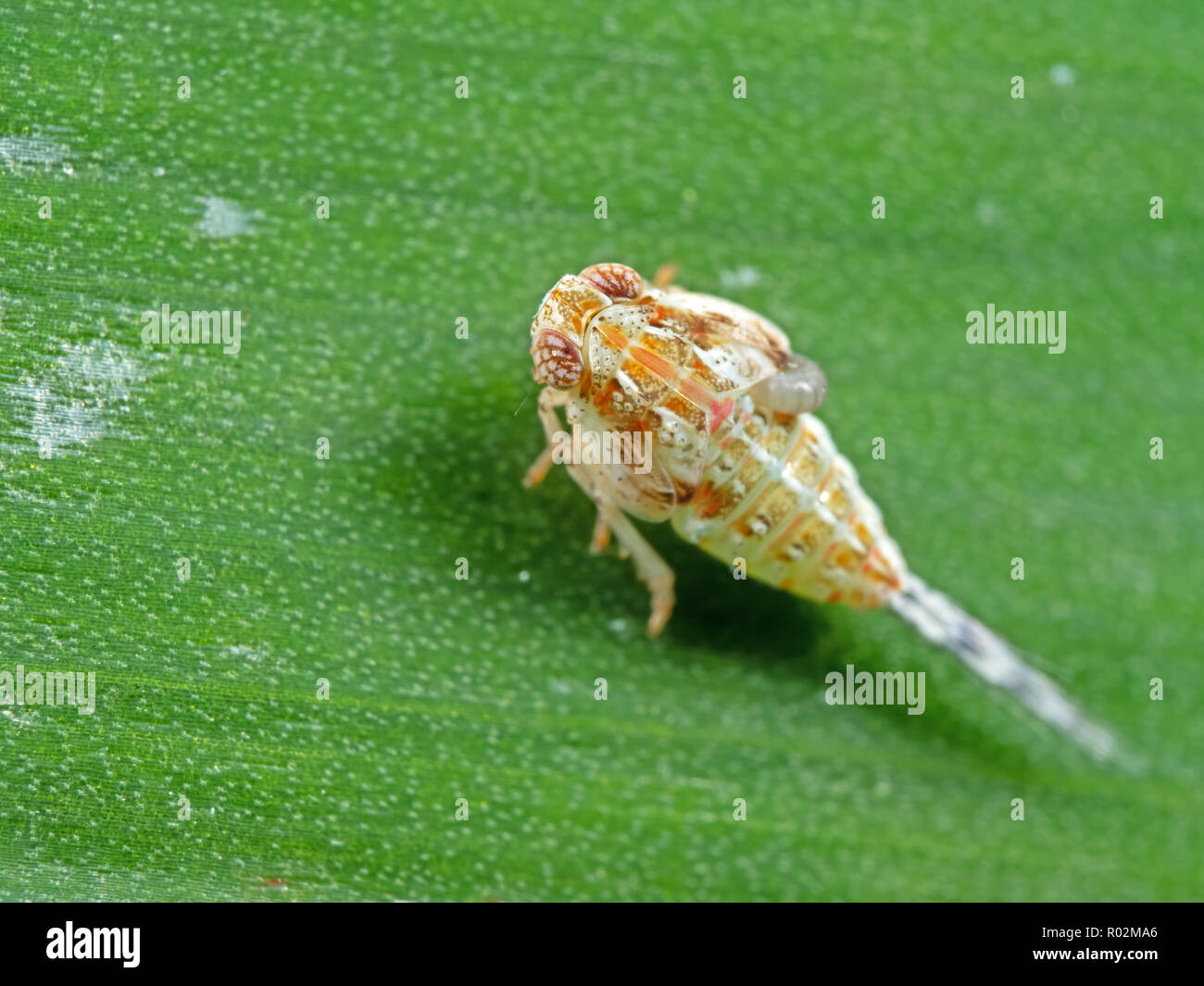 Macro Photography of Planthopper on Green Leaf Stock Photo