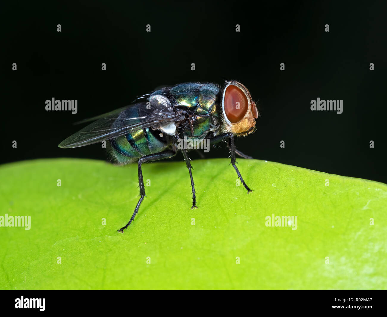 Macro Photography of Blowfly on Green Leaf Isolated on Black Background Stock Photo
