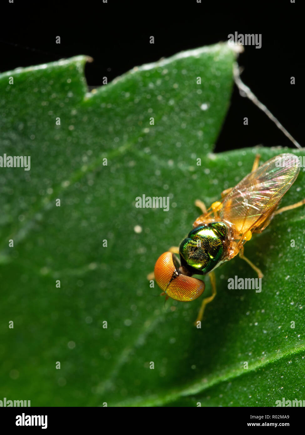 Macro Photography of Beautiful Fly on Green Leaf Isolated on Background Stock Photo