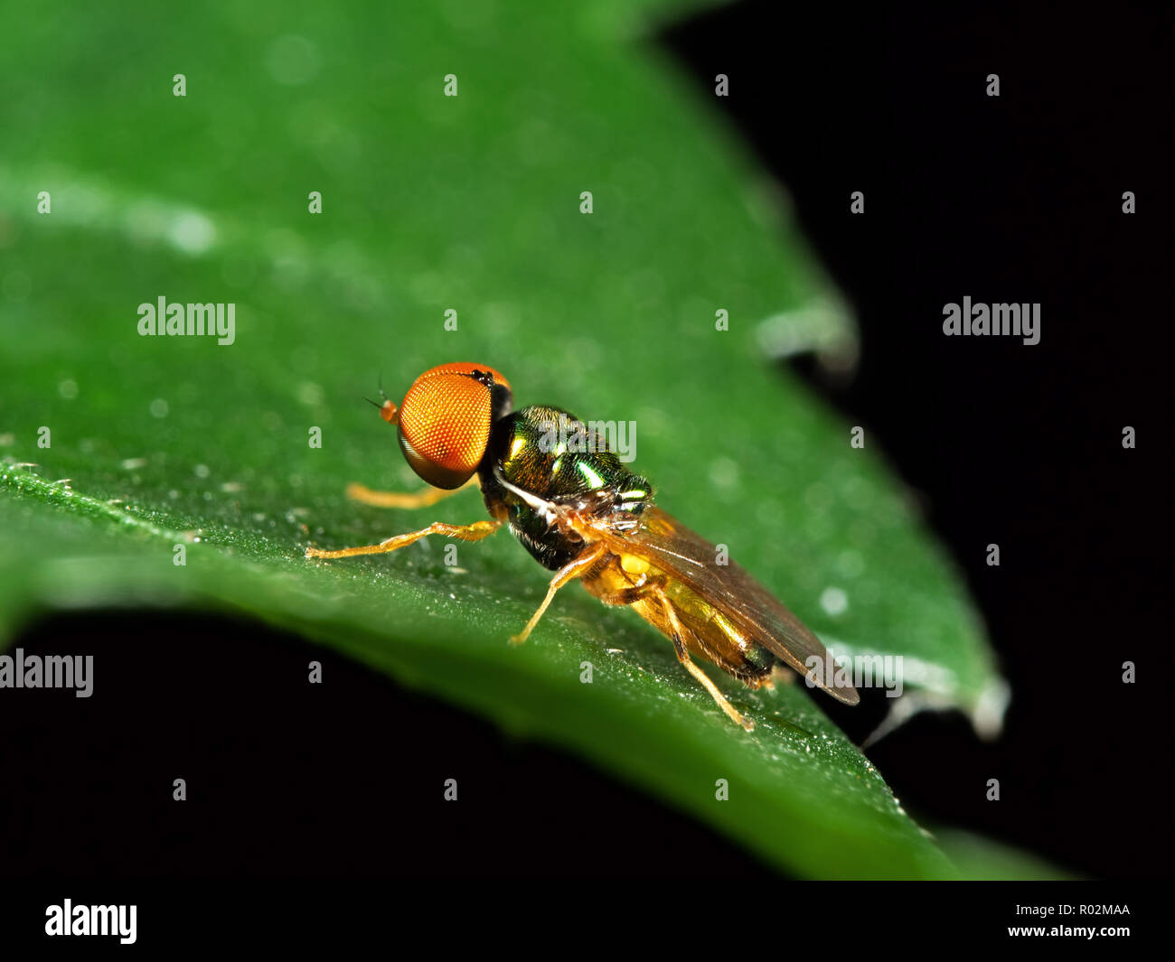 Macro Photography of Beautiful Fly on Green Leaf Isolated on Background Stock Photo