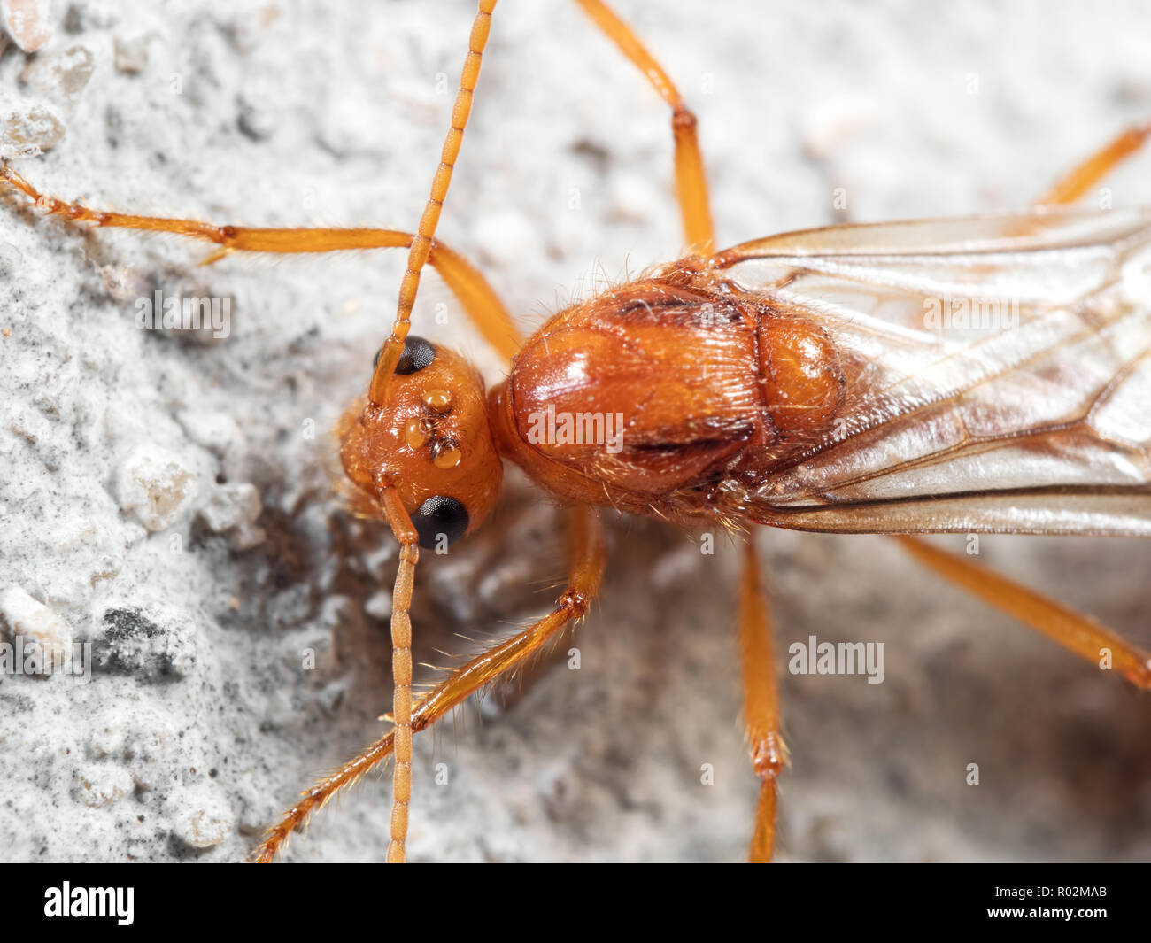 Macro Photography of Head of Orange Insect with Three Ocelli Isolated on White Floor Stock Photo